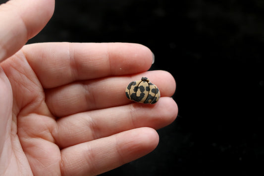 Leopard Print Pumpkin Stud Earrings